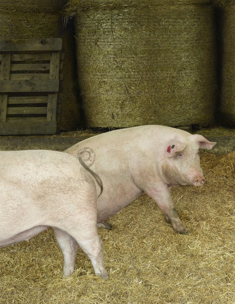 Andreas Gursky
Schweine III, 2020 (detail)