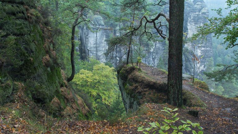 Misty forest scene with moss-covered rocks, twisted tree branches, and soft green lighting filtering through the canopy.