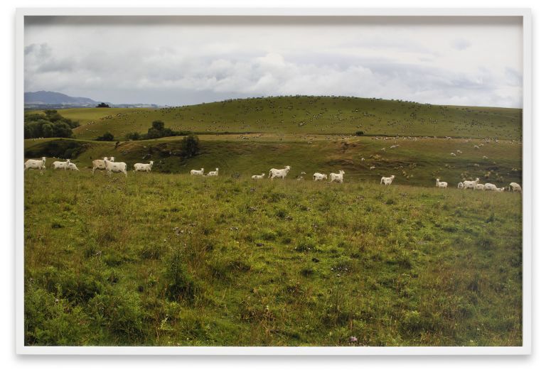 Color photograph of rolling green hills dotted with hundreds of white cows grazing under cloudy skies.
