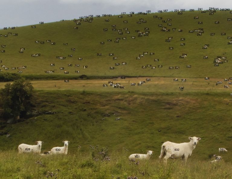 Color photograph of rolling green hills dotted with hundreds of white cows grazing under cloudy skies.