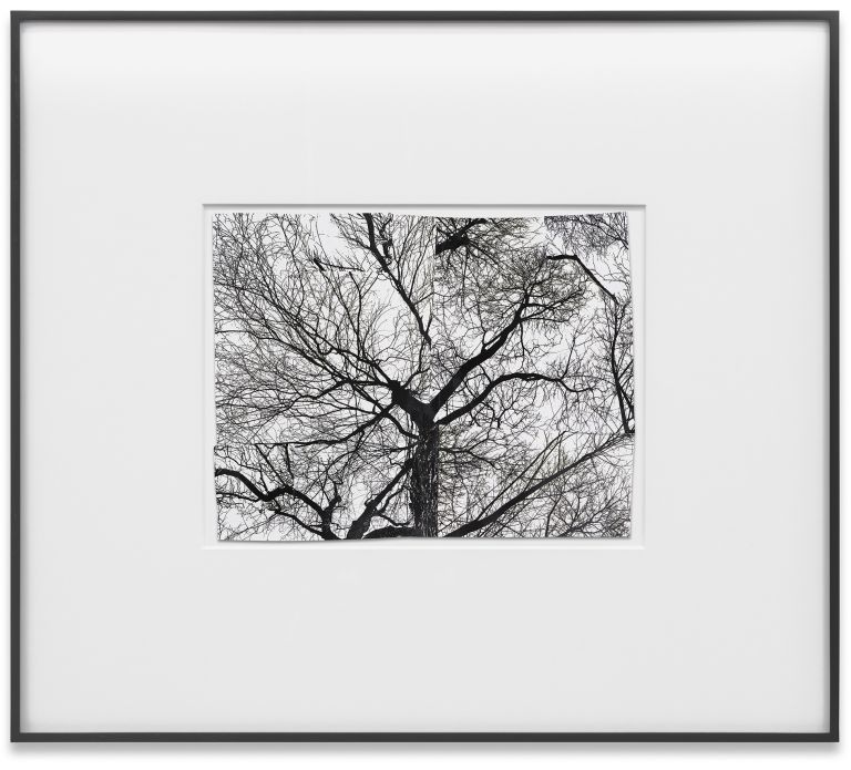 Framed black and white photograph of bare winter tree branches against sky in white matting
