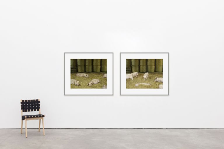 Andreas Gursky
Schweine II (Pigs II, diptych), 2020 (scale image)