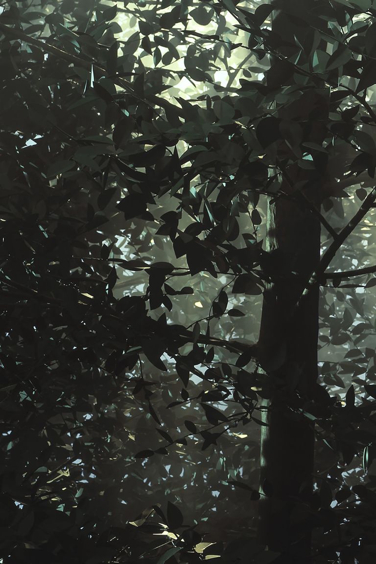 Thomas Demand
Clearing, 2003 (detail)