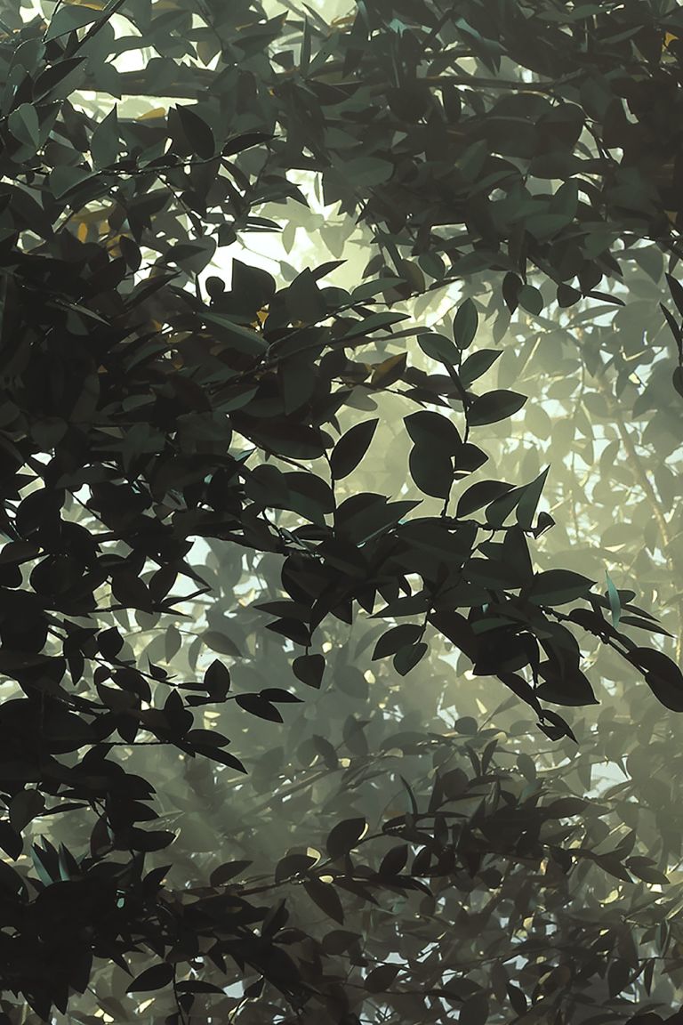 Thomas Demand
Clearing, 2003 (detail)