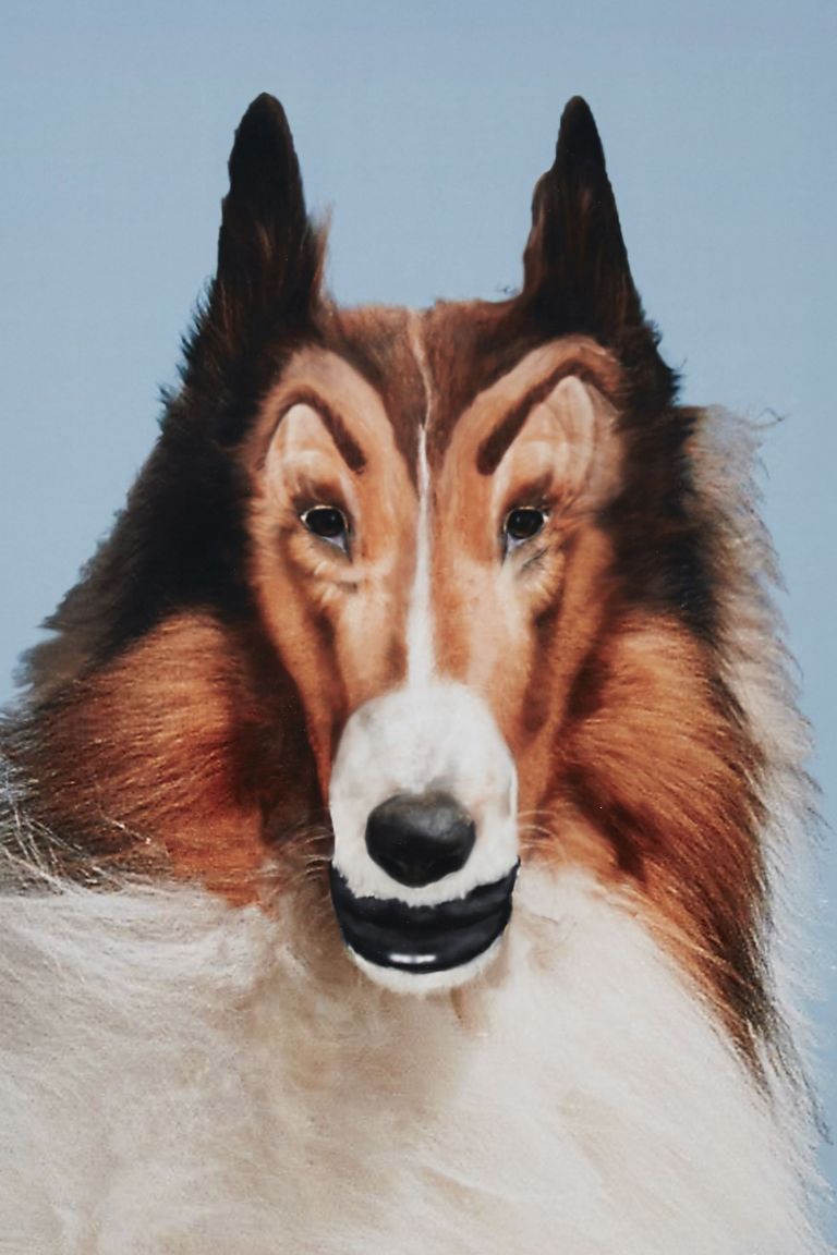 John Waters
Reconstructed Lassie, 2012 (detail)