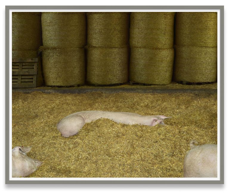 Andreas Gursky
Schweine I (Pigs I), 2020
C-print, behind glass
Motiv: 121 &times; 150 cm 
Platte: 126.8 &times; 155.6 cm
motif: 47 5/8 &times; 59 inches
plate: 50 &times; 61 1/4 inches
