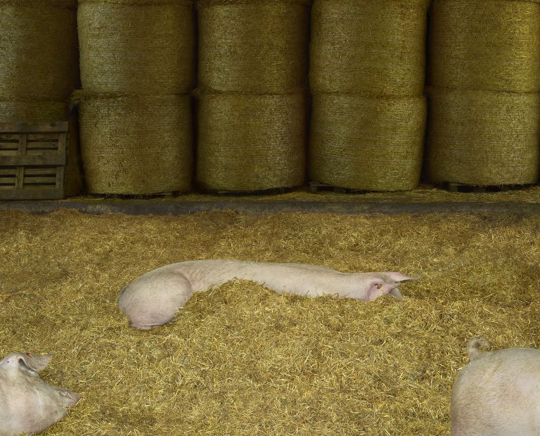Andreas Gursky
Schweine I (Pigs I), 2020 (detail)