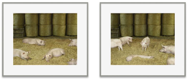 Andreas Gursky
Schweine II (Pigs II, diptych), 2020
C-print, behind glass
each 106.9 &times; 122.4 &times; 4.9 cm (framed)
each 42 &times; 48 1/8 &times; 2 inches (framed)