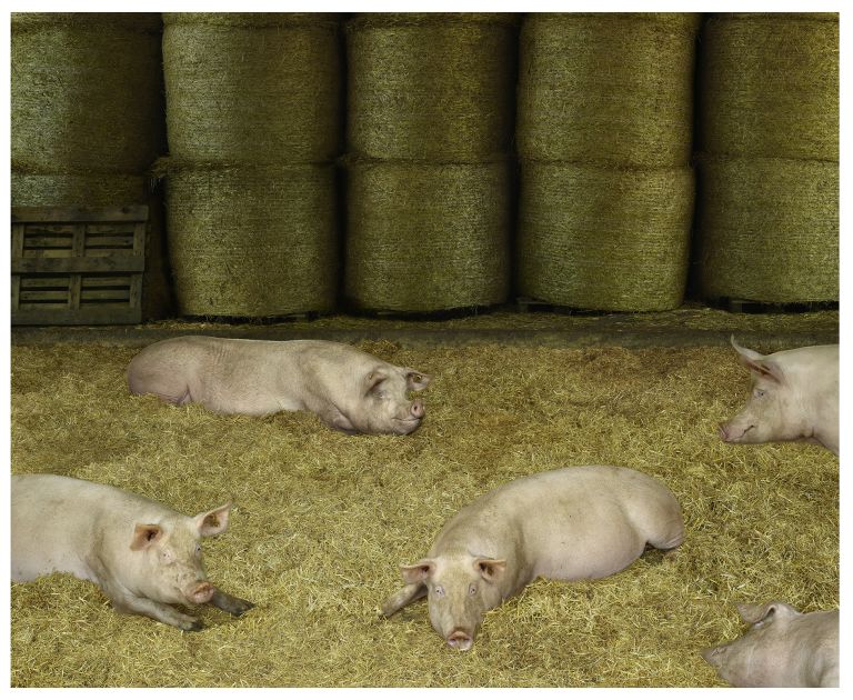 Andreas Gursky
Pigs II, diptych, 2020 (detail)