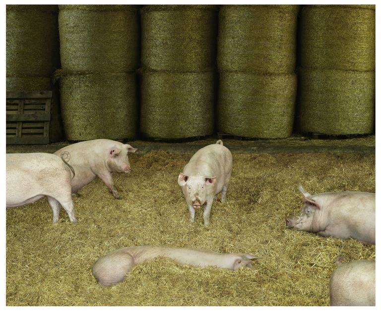 Andreas Gursky
Pigs II, diptych, 2020 (detail)