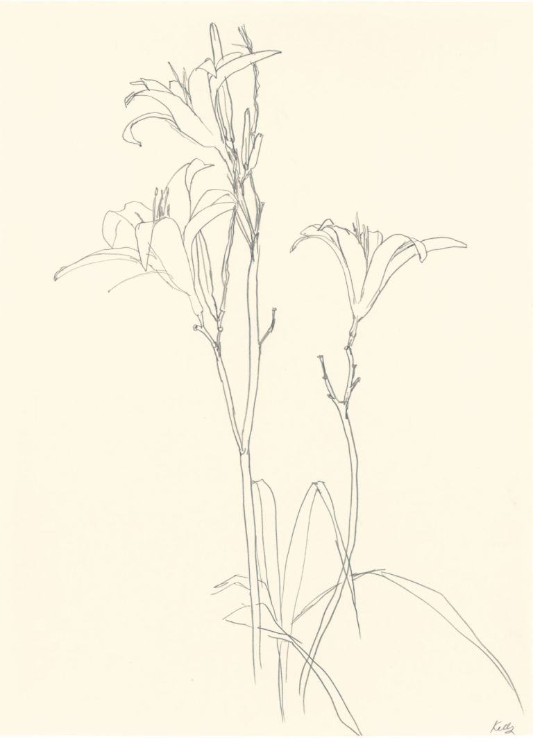 Ellsworth Kelly
Lilies, 1980
Graphite on paper&nbsp;
76 x 56 cm
30 x 22 1/8 inches
Courtesy Matthew Marks