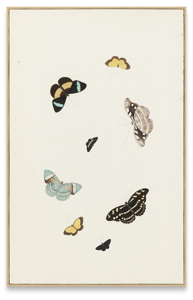 Nicolaas Struyk
Butterflies and moths, ca. 1719
Gouache and watercolor on paper
44.7 &times; 28.3 cm
17 5/8 &times; 11 1/8 inches