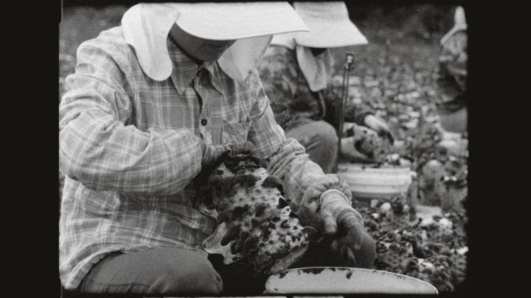Liu Yujia
Harvesting, 2023 (still)