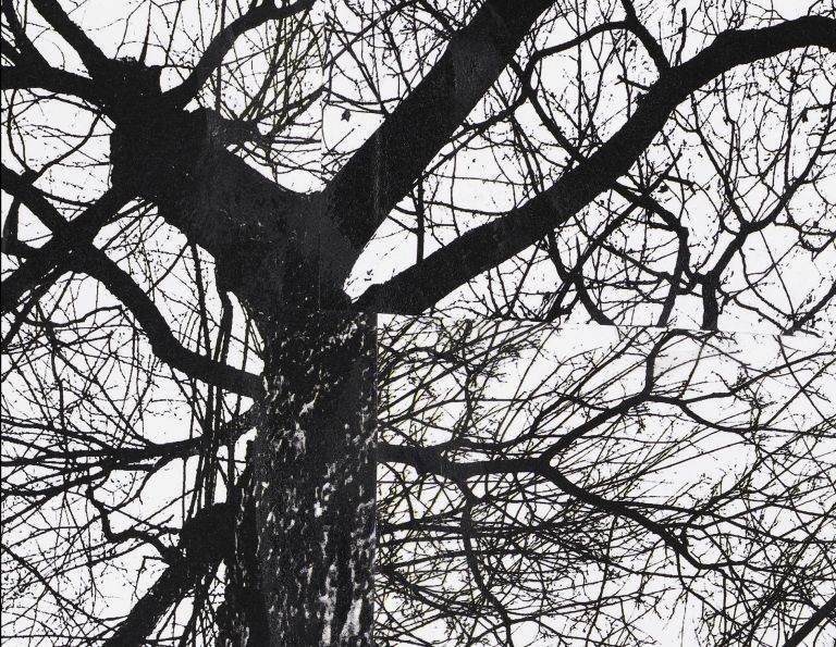 Framed black and white photograph of bare winter tree branches against sky in white matting