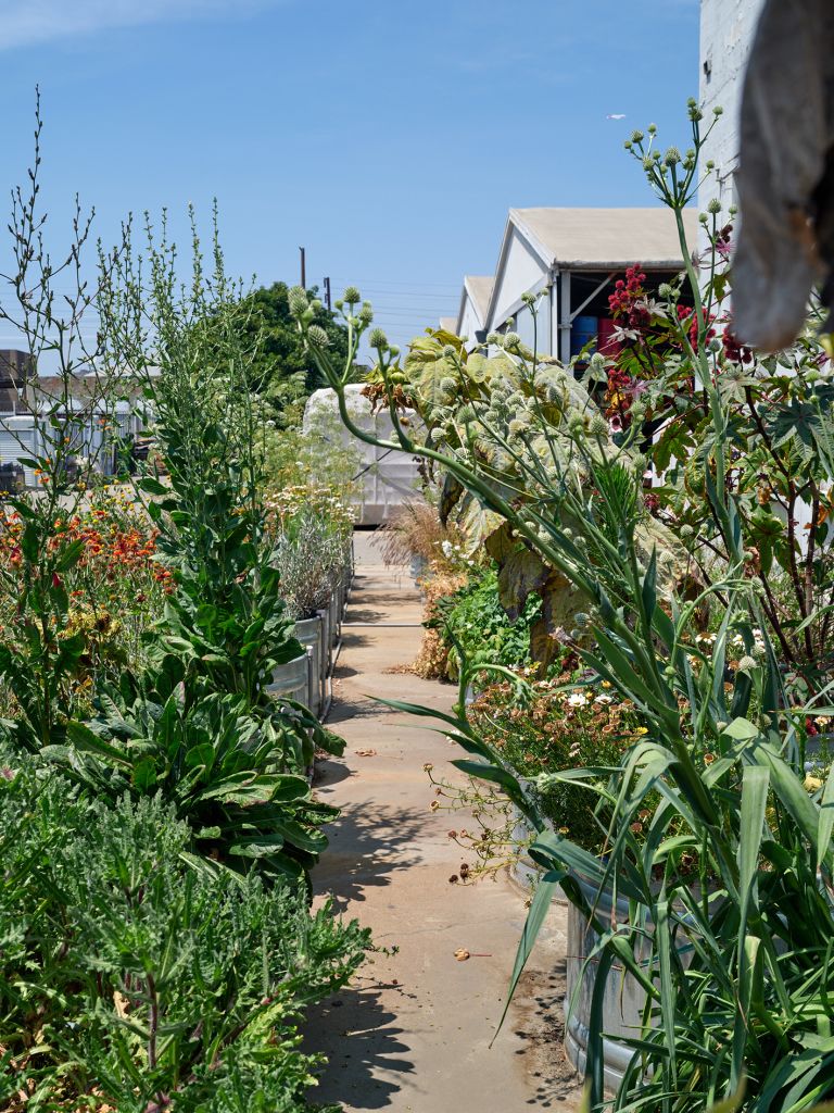 Garden path lined with tall flowering plants leading to white building under blue sky