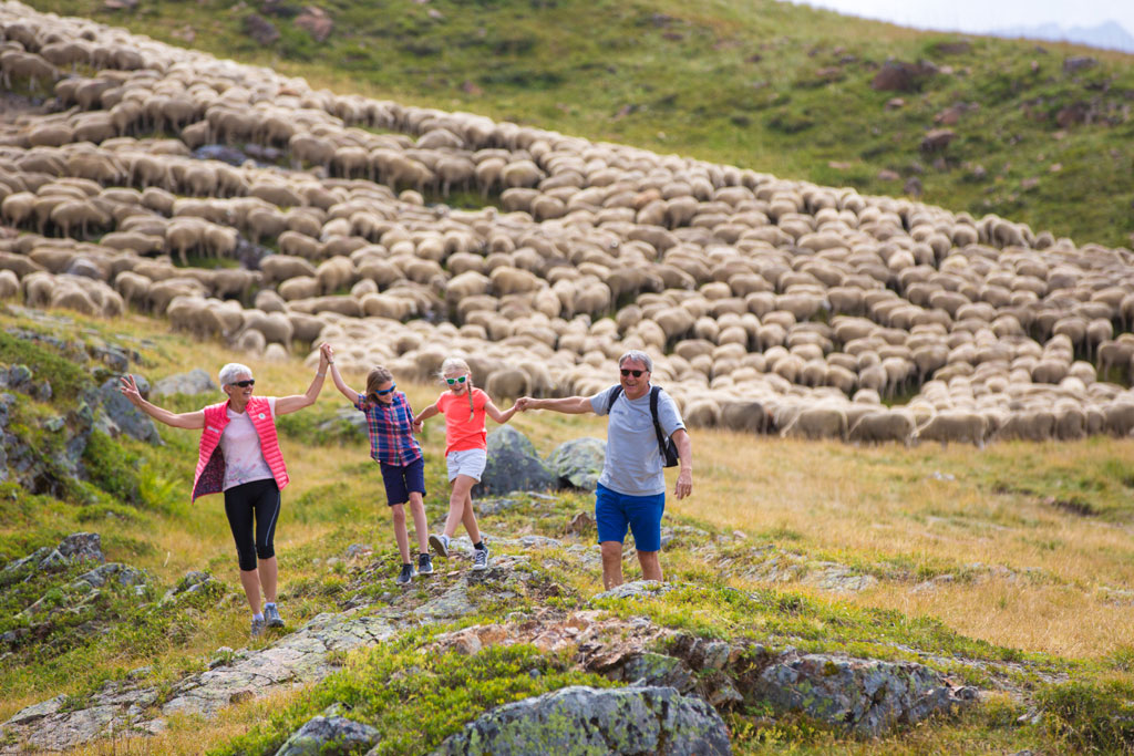 wandelen op alm met schapen boven Alpe d’Huez