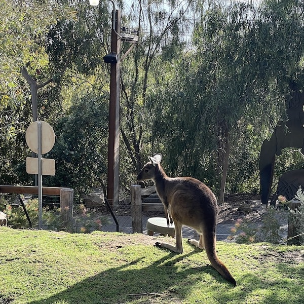Kangaroo standing on a sunlit grassy lawn beside trees, a fence, and a road sign