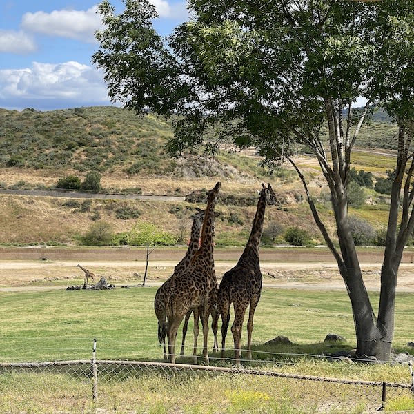 Three giraffes standing beneath a tree in a grassy enclosure, with rolling hills and a partly cloudy sky in the background