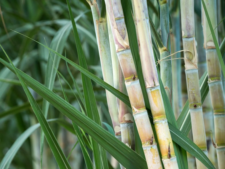 sugarcane packaging