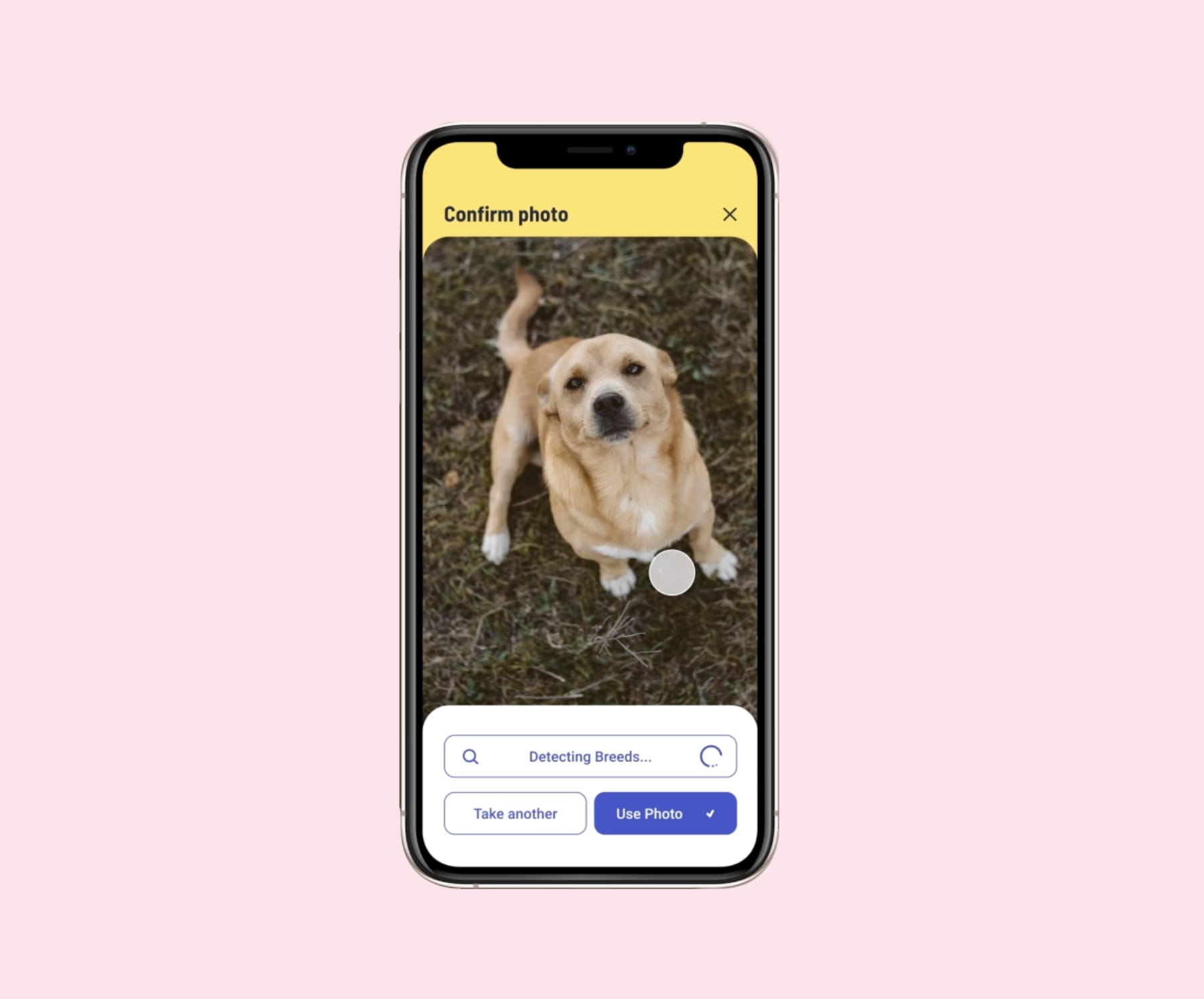 Tinder for pets? Worldfirst adoption platform launches in NZ Idealog