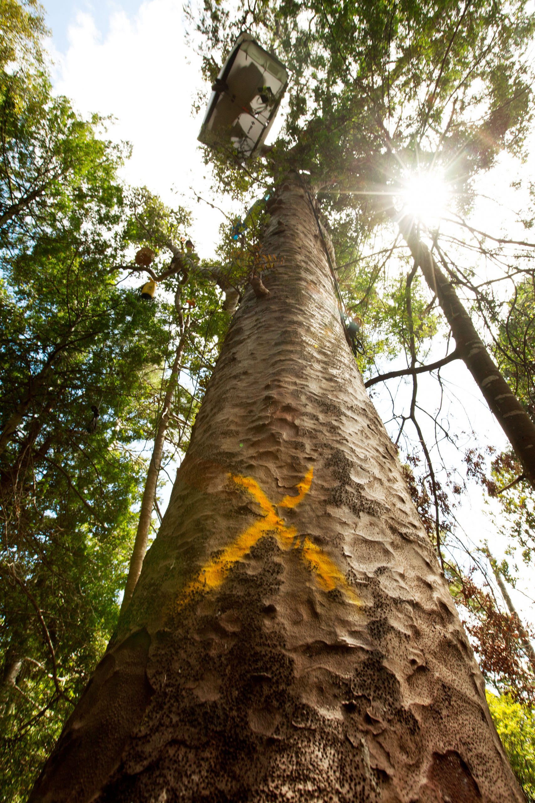 Understanding the kauri - Good Magazine