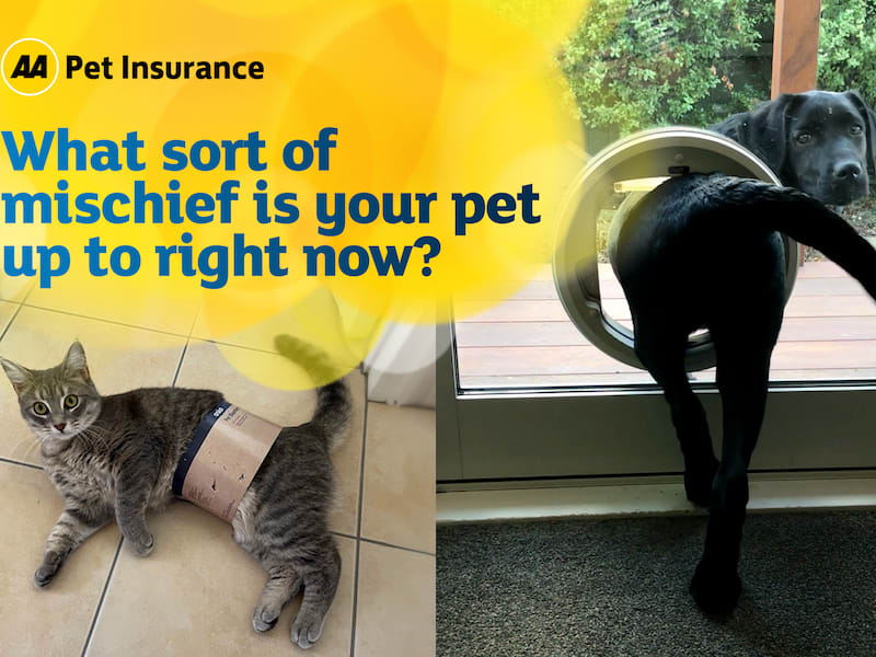 The AA and Quantum Jump discover pets’ secret lives The AA and Quantum Jump discover pets’ secret lives