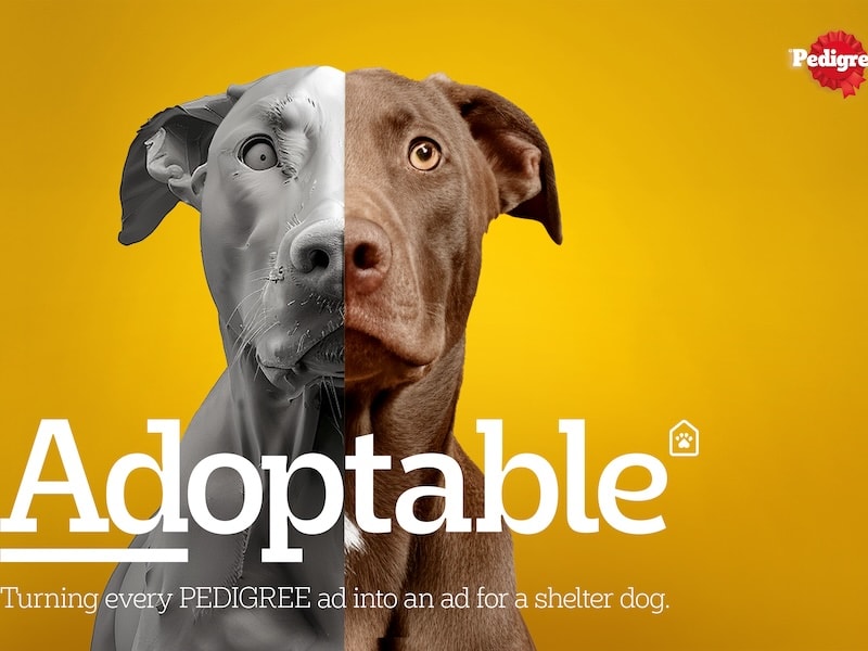 Pedigree, Colenso and Nexus release new campaign, Adoptable