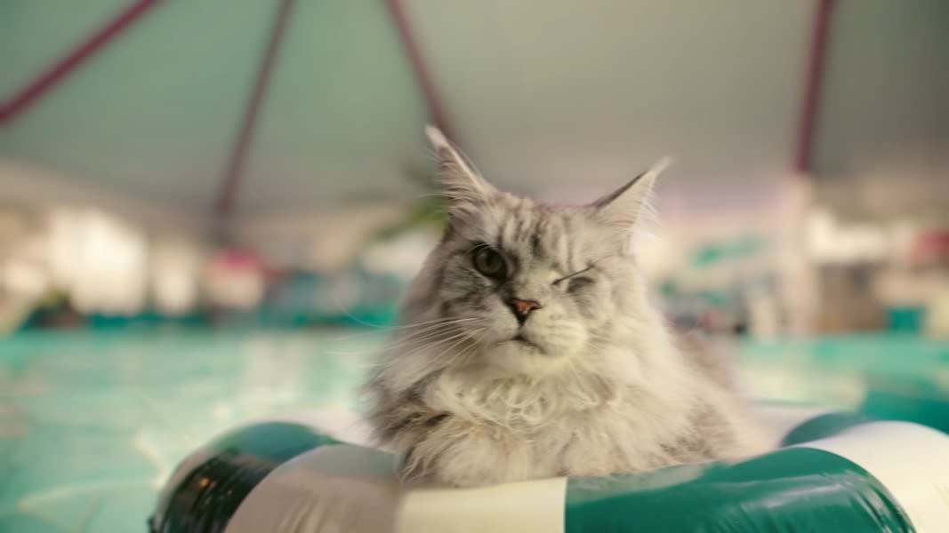 Adventurous cat’s voyage to South Korea inspires Kiwibank campaign