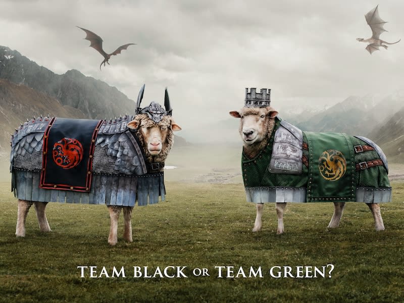 NZ’s sheep prepare for baattle