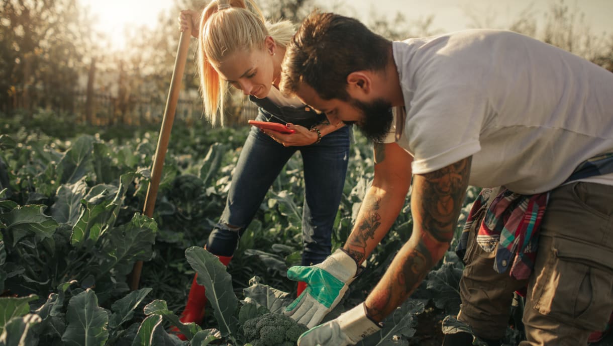 A female and male planting an organic vegetable garden.