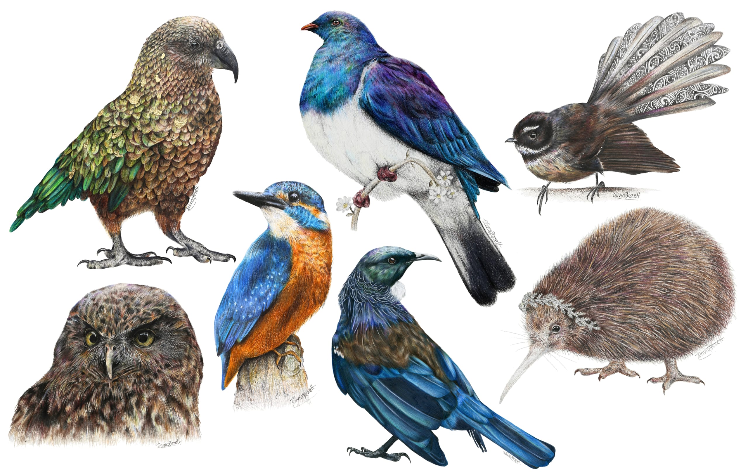 Top 122+ Bird new zealand animals