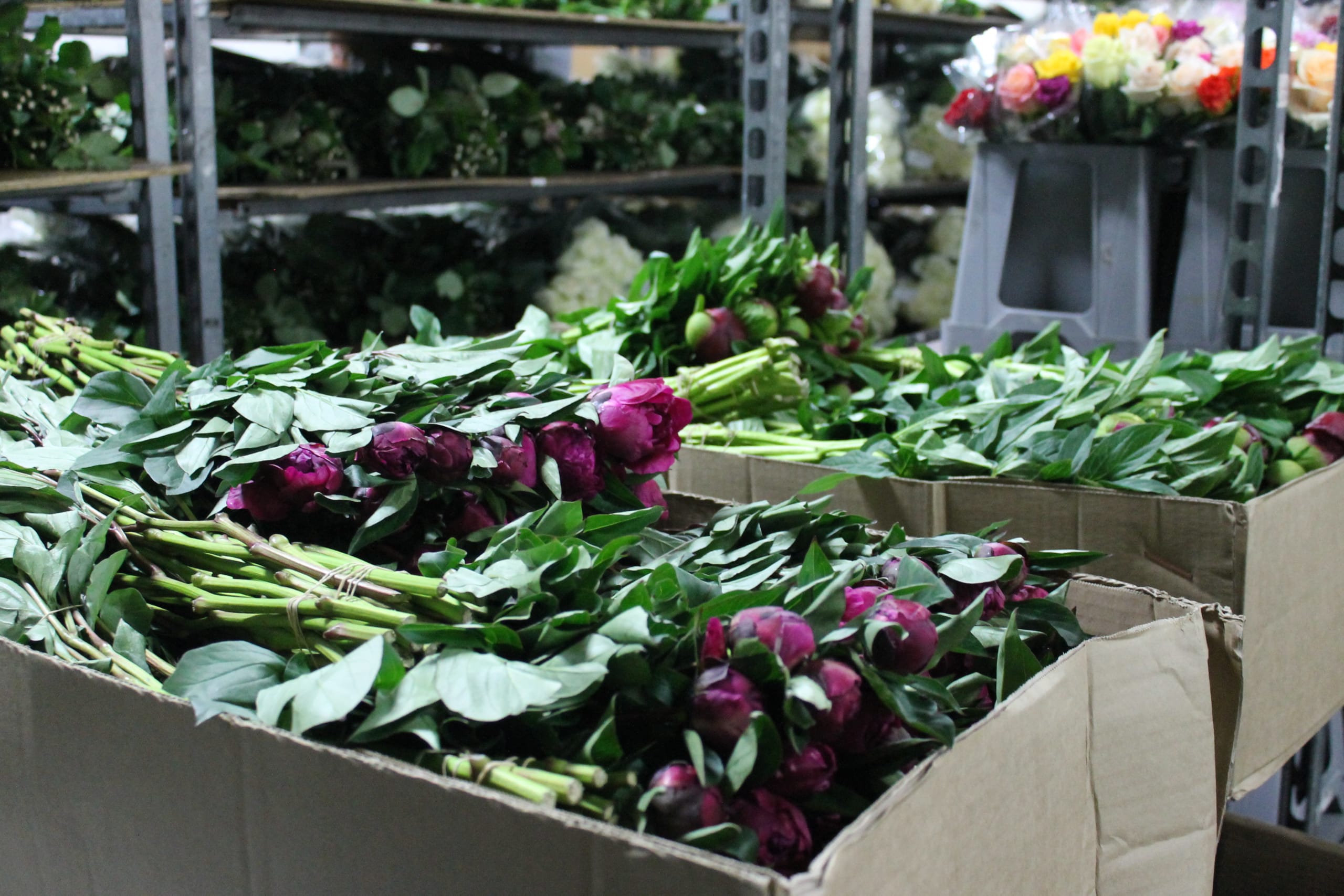 NZ Flowers week supports Kiwis staying resilient during tough times