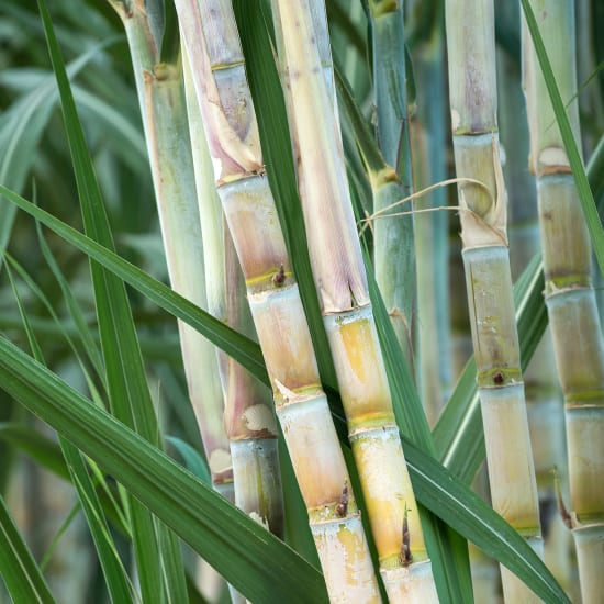 sugarcane packaging