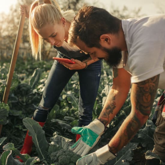 A female and male planting an organic vegetable garden.