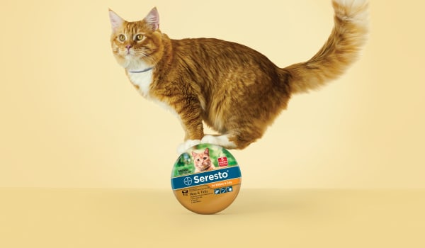 Cute cats star in Federation’s new campaign