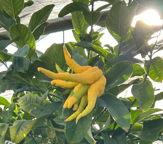 À La Ferme aux Agrumes, l’événement se vit, se goûte et se raconte