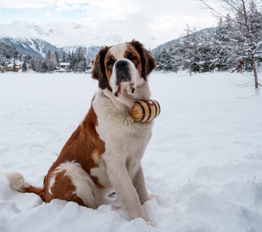 Le Saint-Bernard, un chien symbole suisse et potentiel événementiel