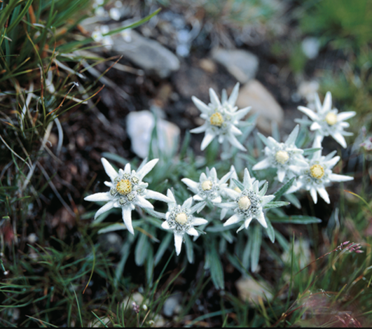 Edelweiss, la fleur des sommets qui a un message pour les organisateurs