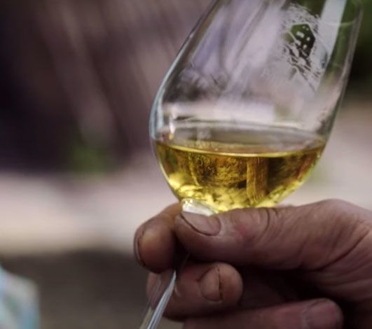 « Chasselas Forever », l’histoire du Chasselas comme vous ne l’avez jamais vue !