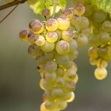 « Chasselas Forever », l’histoire du Chasselas comme vous ne l’avez jamais vue !