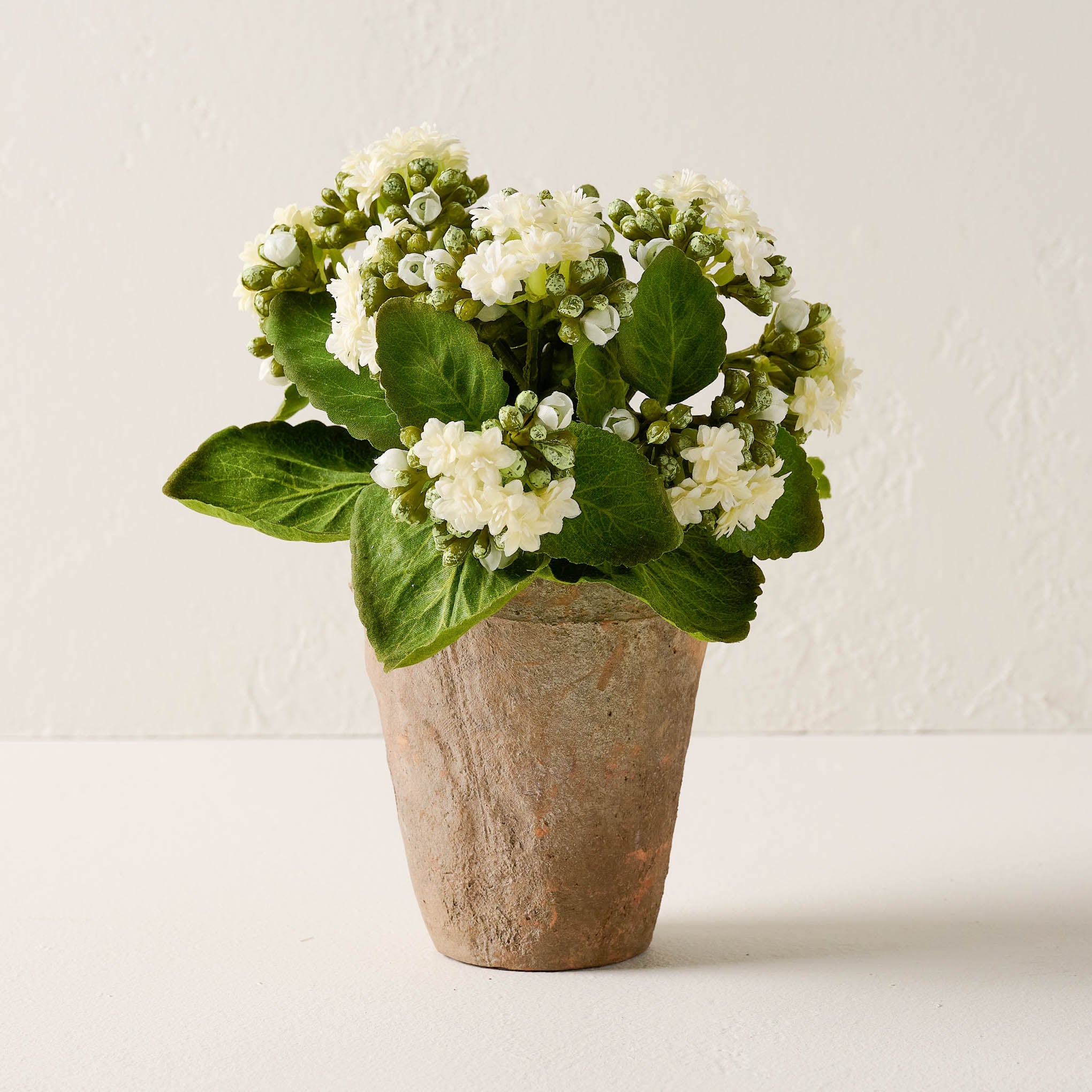 Potted Bouvardia Flower