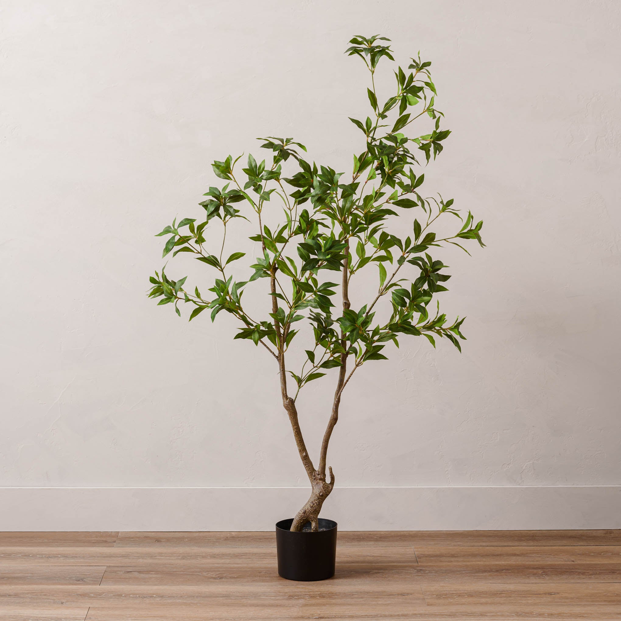 62" Pieris Japonica Tree in Plastic Pot