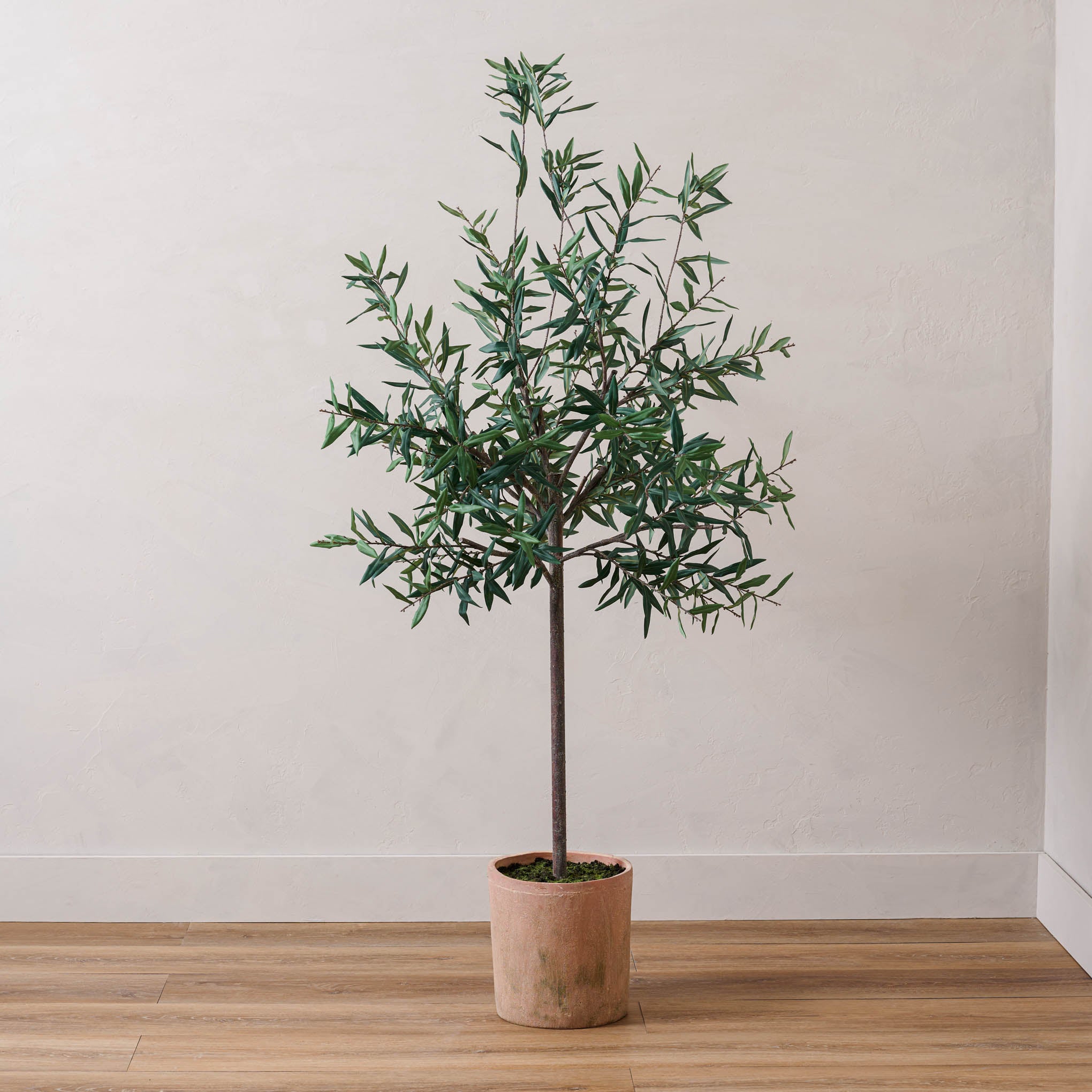 70" Olive Tree in Clay Pot Green On sale for $297.50, discounted from $425.00