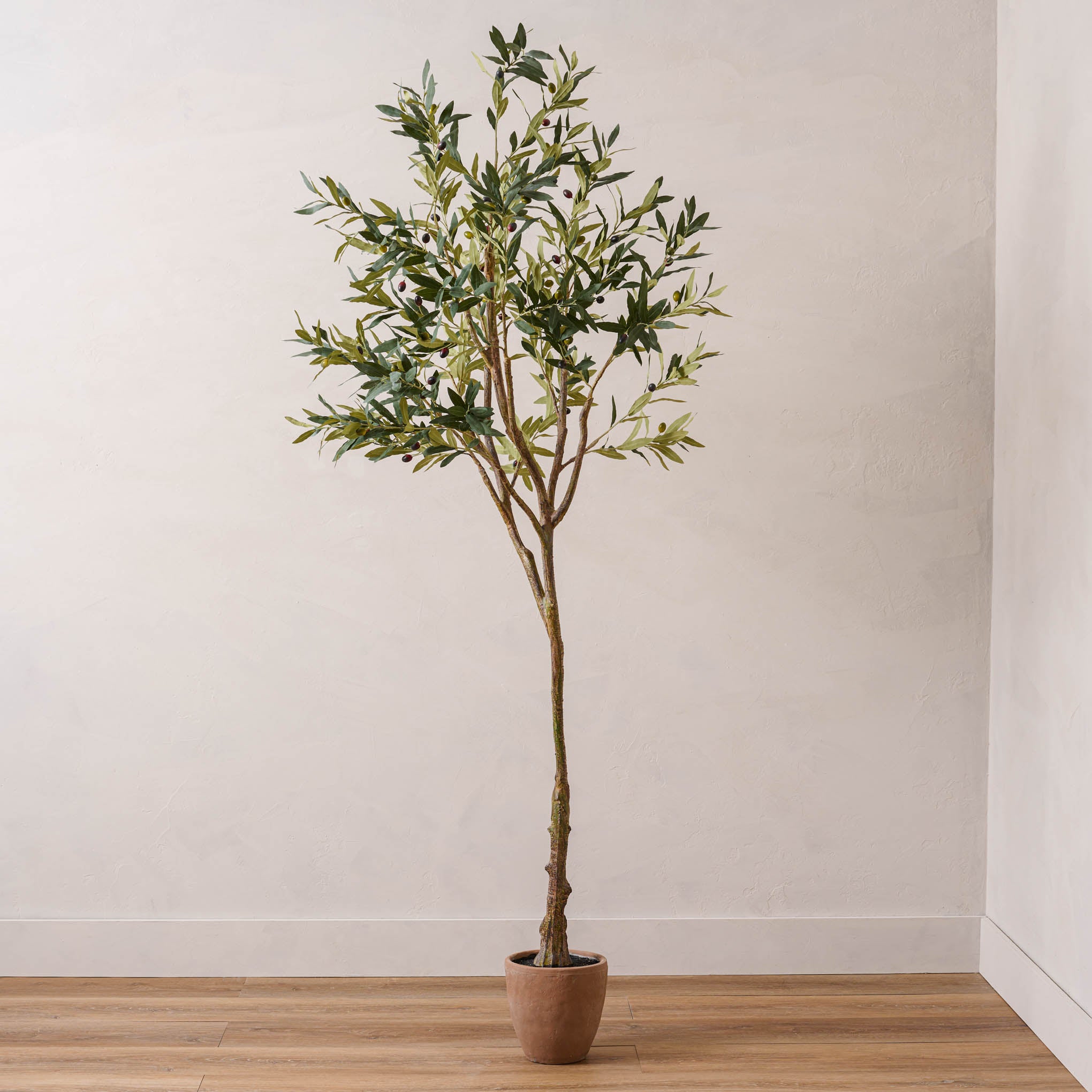 84" Olive Tree in Cement Pot $275.00