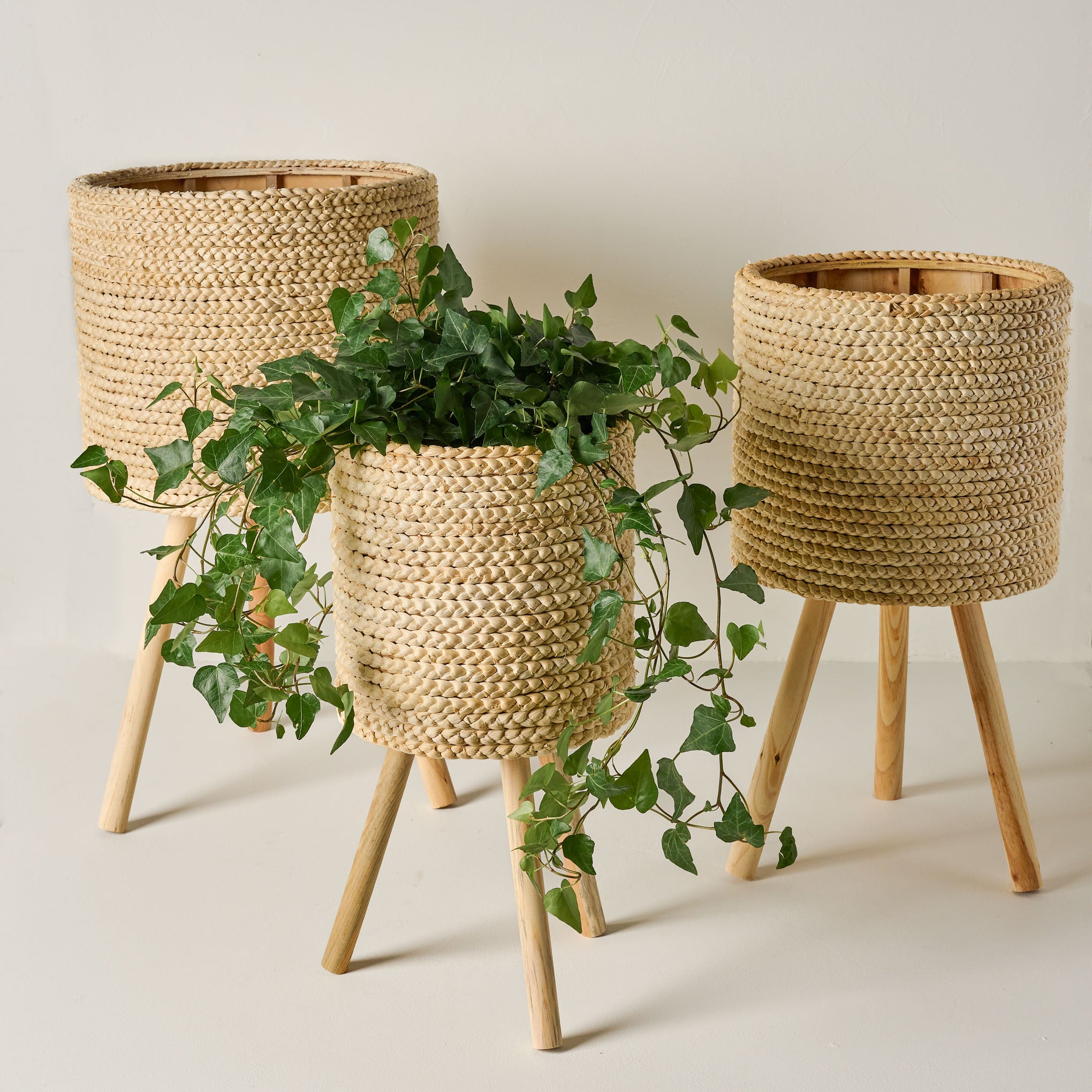 Bleached Woven Plant Stands in all three sizes with a plant Items range from $38.00 to $62.00