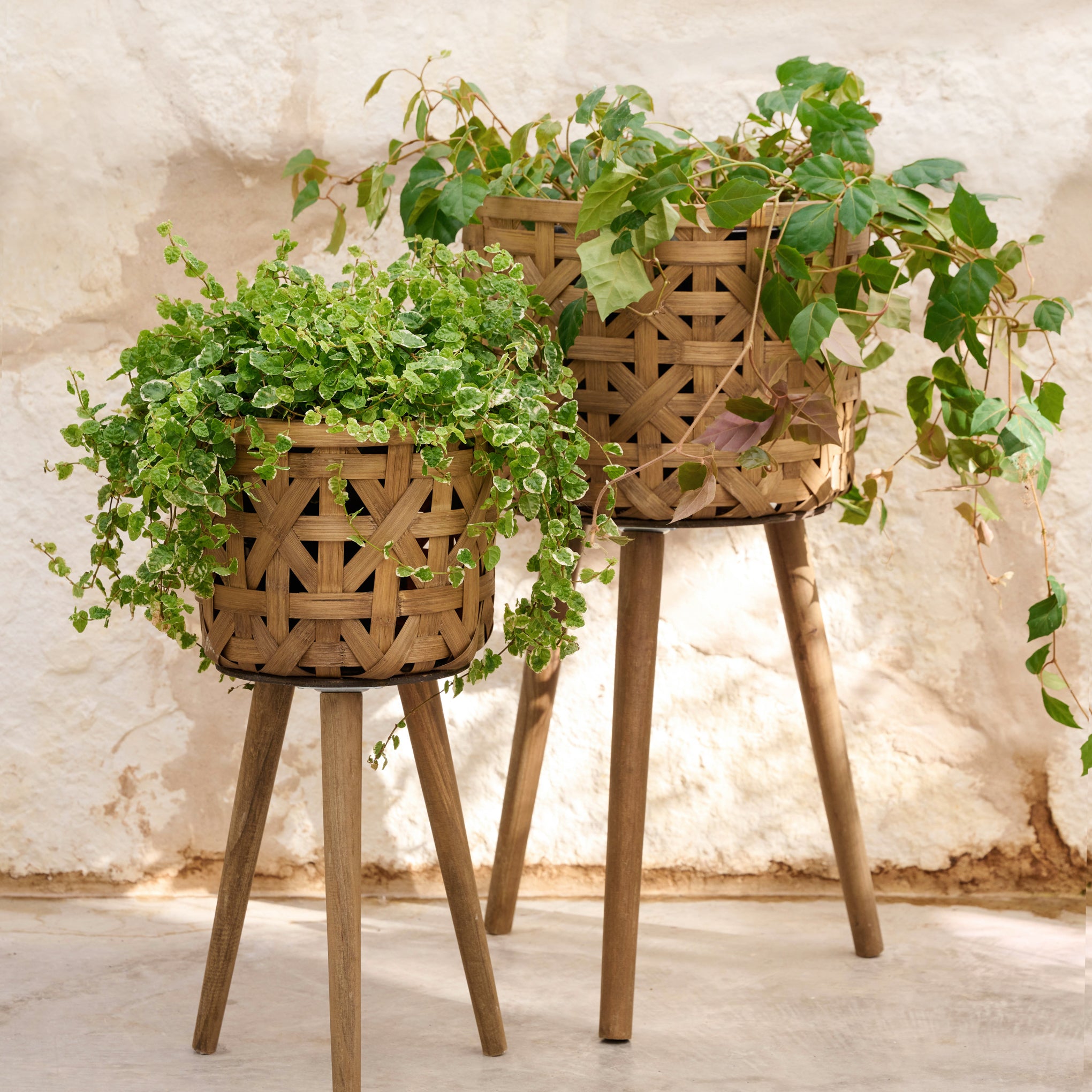 Bleached Woven Plant Stands - Magnolia