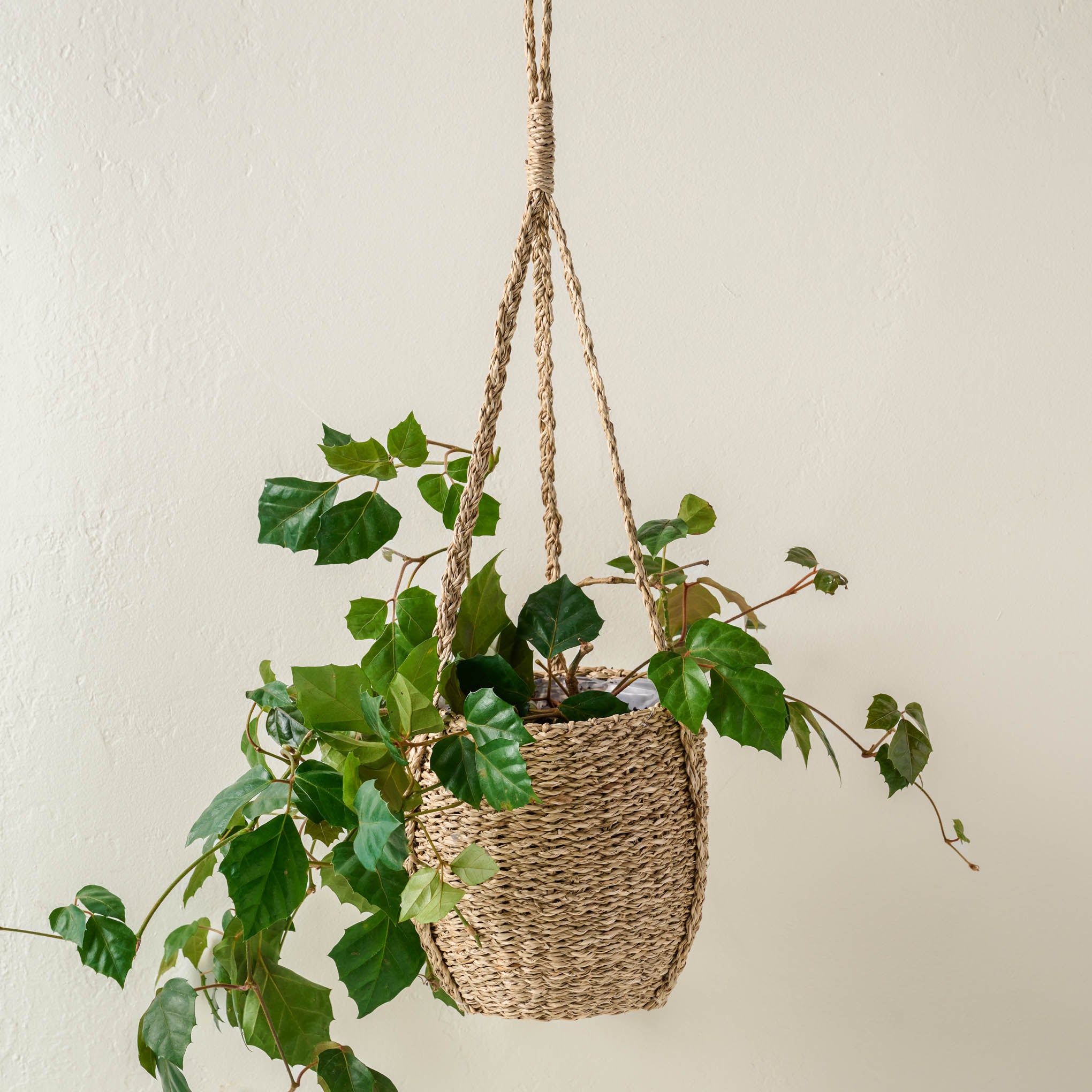 Hanging Seagrass Planter with a plant inside