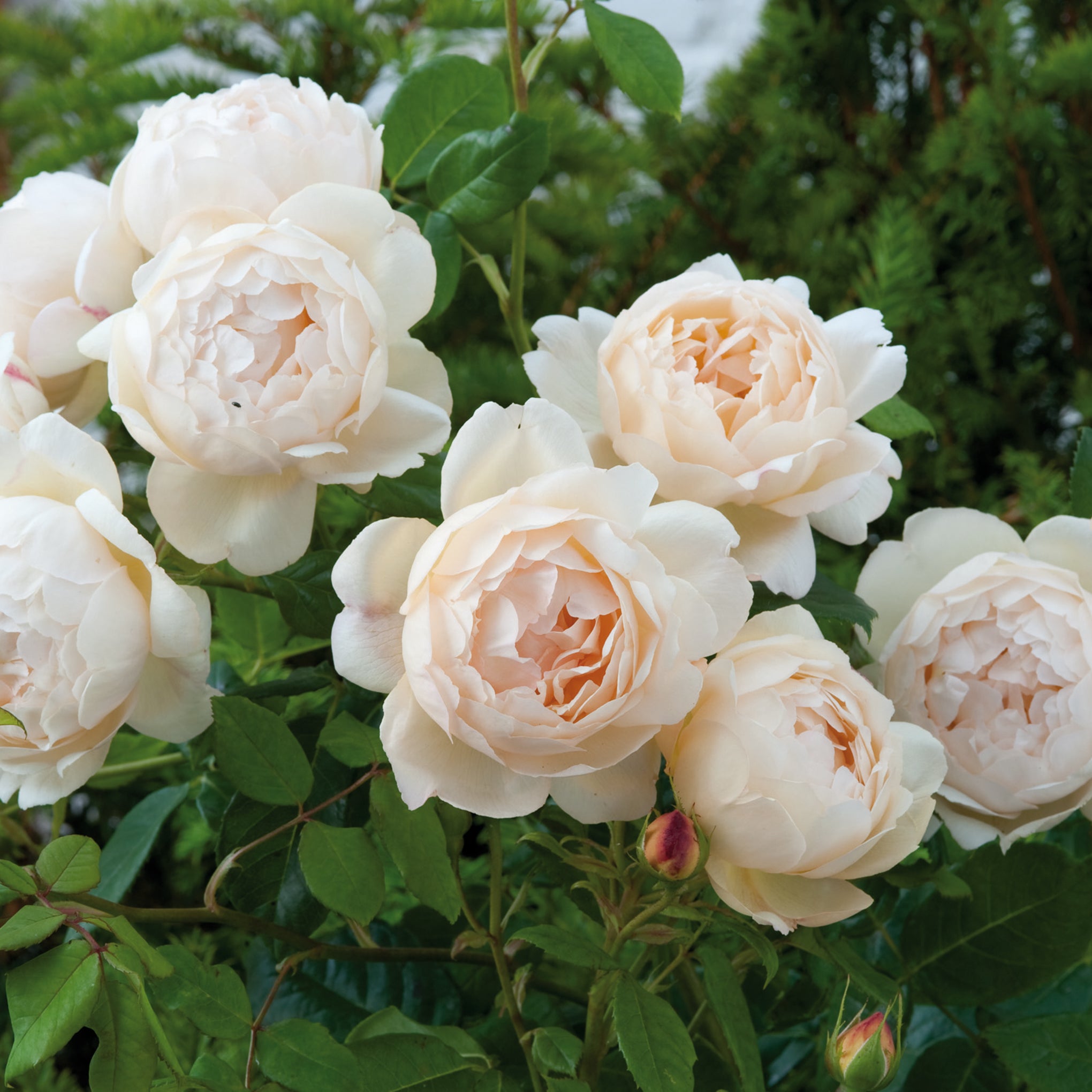 Wollerton Old Hall Rose Bush