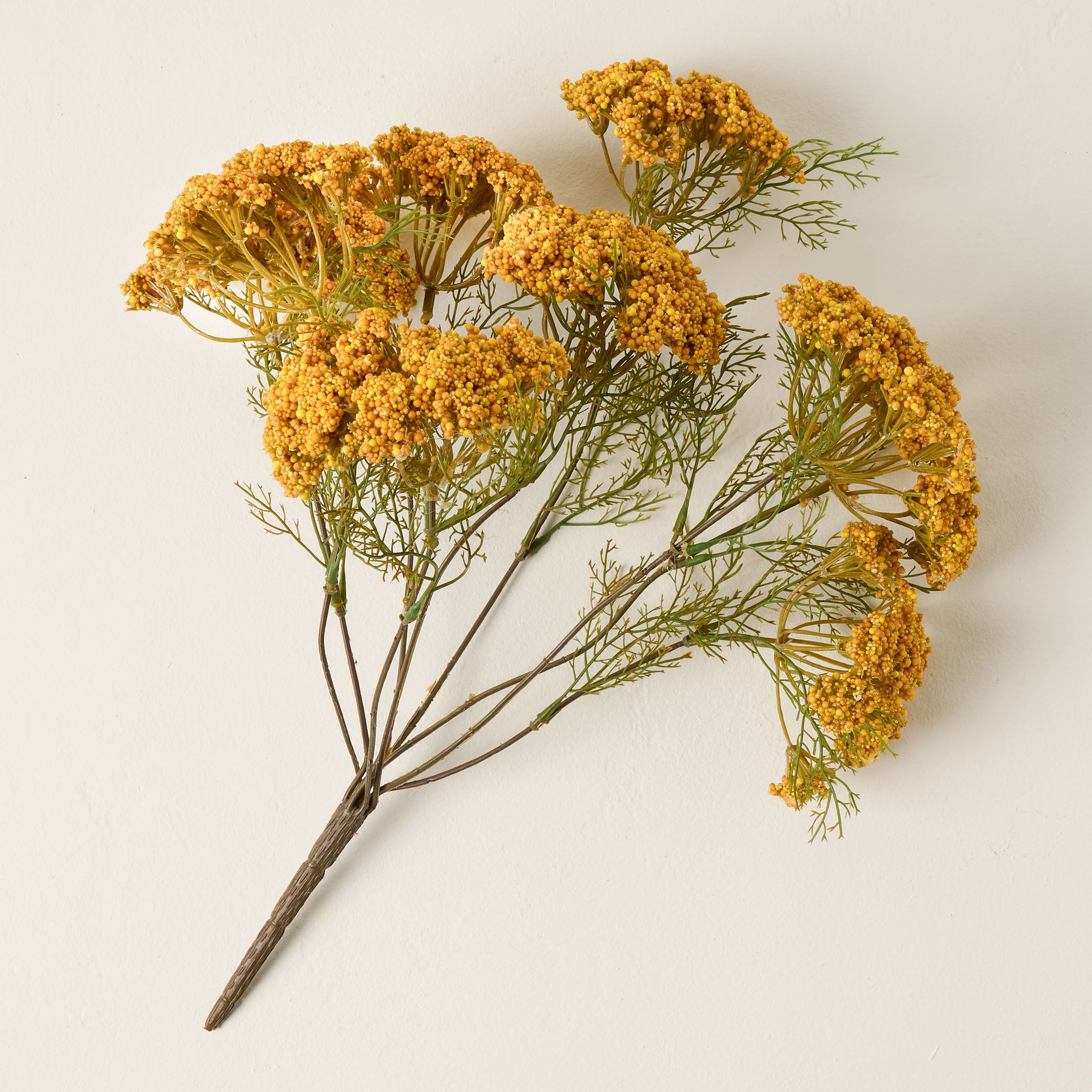 Yellow Queen Anne Lace Bush