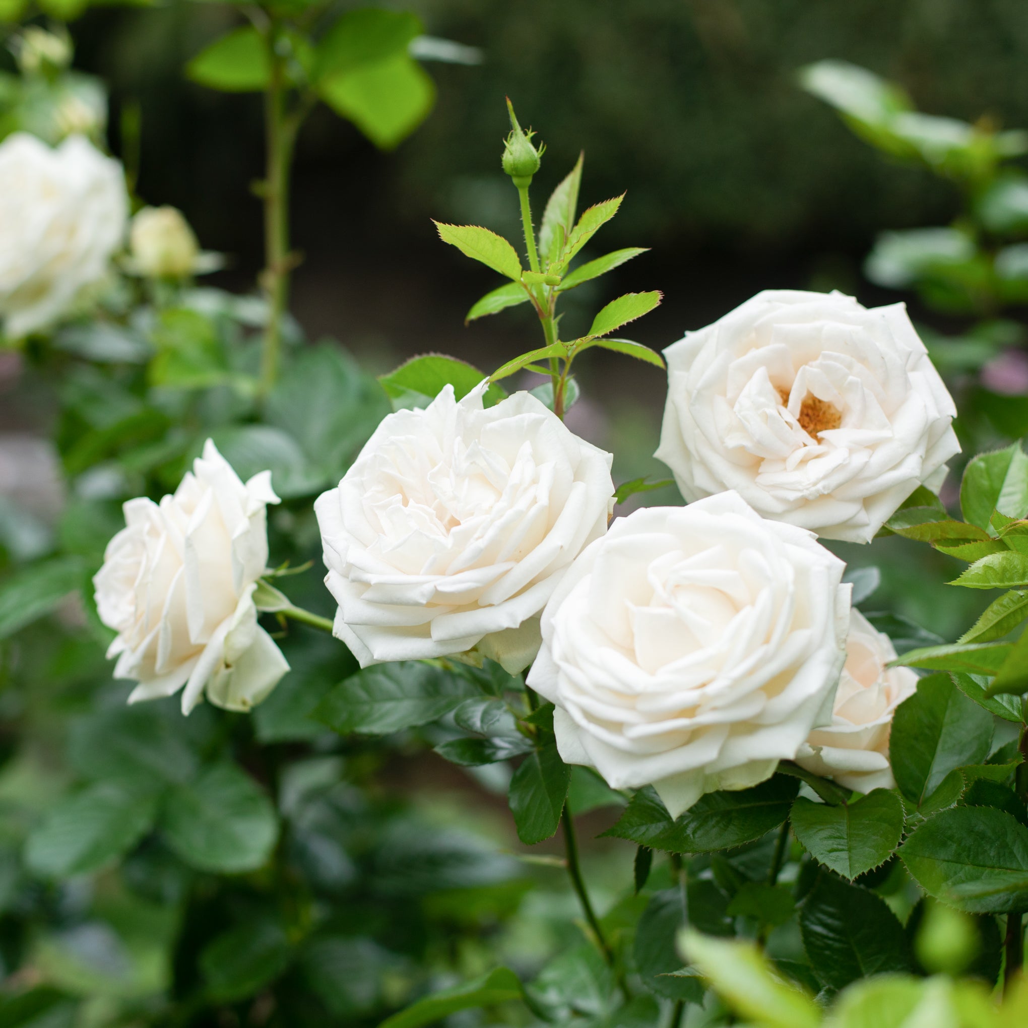 Parfuma Madame Anisette Rose Bush